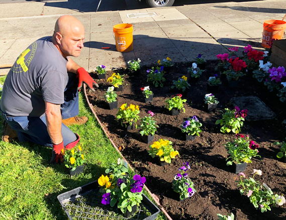 Robert, our maintenance manager and irrigation specialist plants winter plants at a commercial property here in Napa