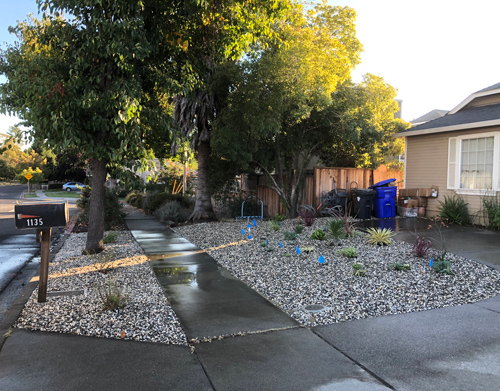 Removal of dead lawn and replaced with a rock succulent garden