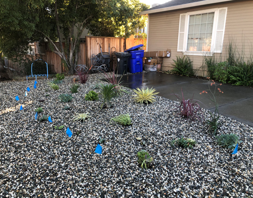 Succulents planted and we dig extra holes for future planting