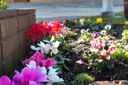 Cyclamens are great shade or winter flowers that come in many colors. Seen here in pink, violet, white, red planted at a funeral home in Napa