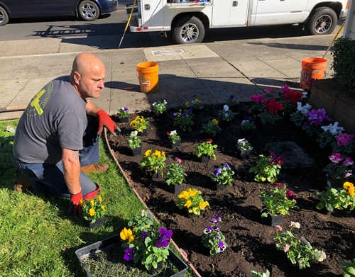 Robert, our route Two manager and irrigation specialist plants flowers for a commercial property here in Napa