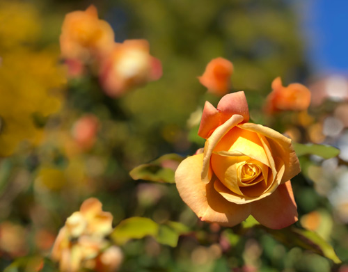 A closeup of a yellow rose - we trim roses well