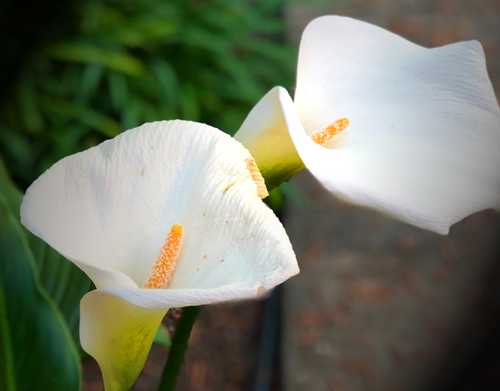 Calla Lilies - white, trumpet-like flowers are abundant in Napa Valley and are abundant 