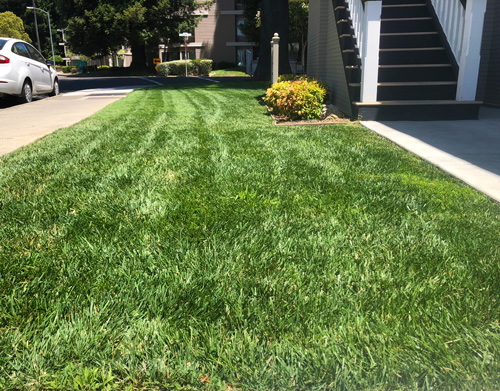 A perfectly cared for lawn at a commercial property in downtown Napa