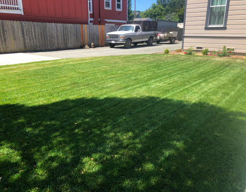 Our first lawn install in downtown Napa still looks green and perfect