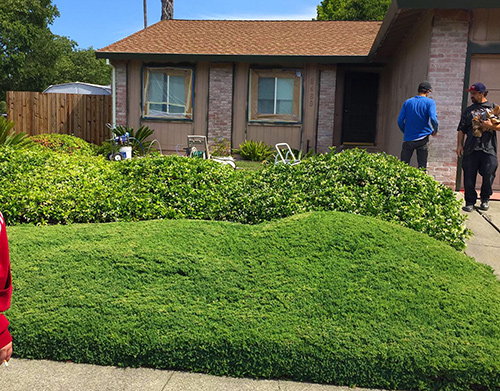 Pre-install look at old Juniper and Jasmine bushes